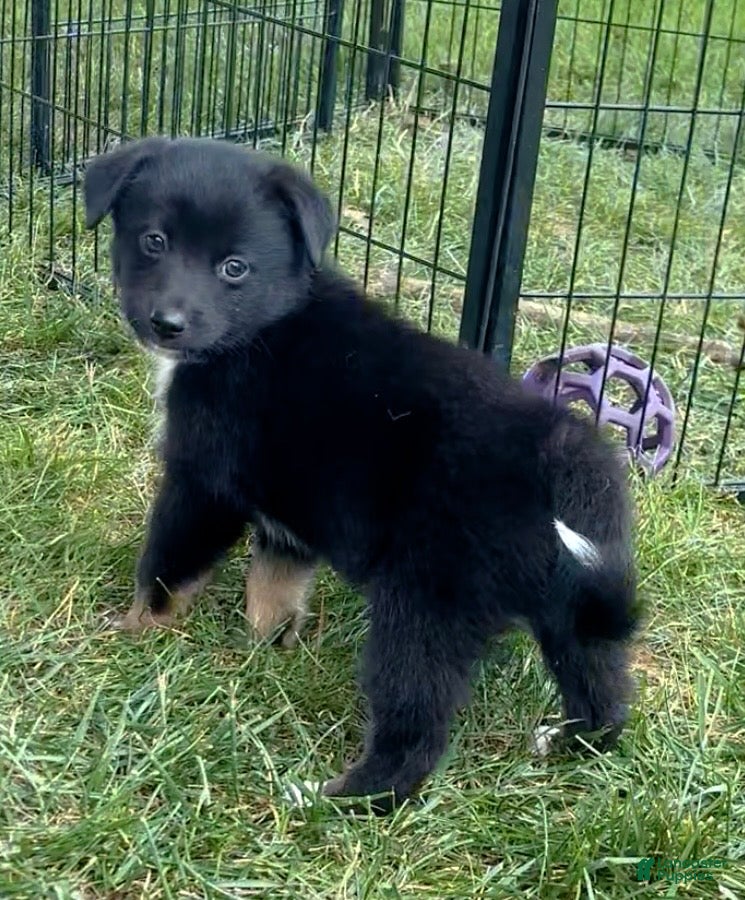 Mixed Breed dogs Jackson - Ad 2