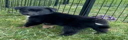 Mixed Breed dogs for sale: Jackson - Ad 2