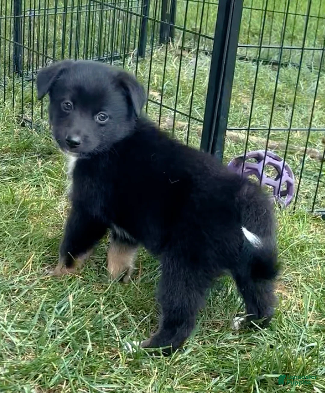 Mixed Breed dogs for sale: Jackson - Ad 2