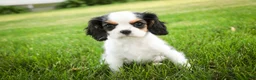 Cavalier King Charles Spaniel dogs for sale: Dottie - Ad 7