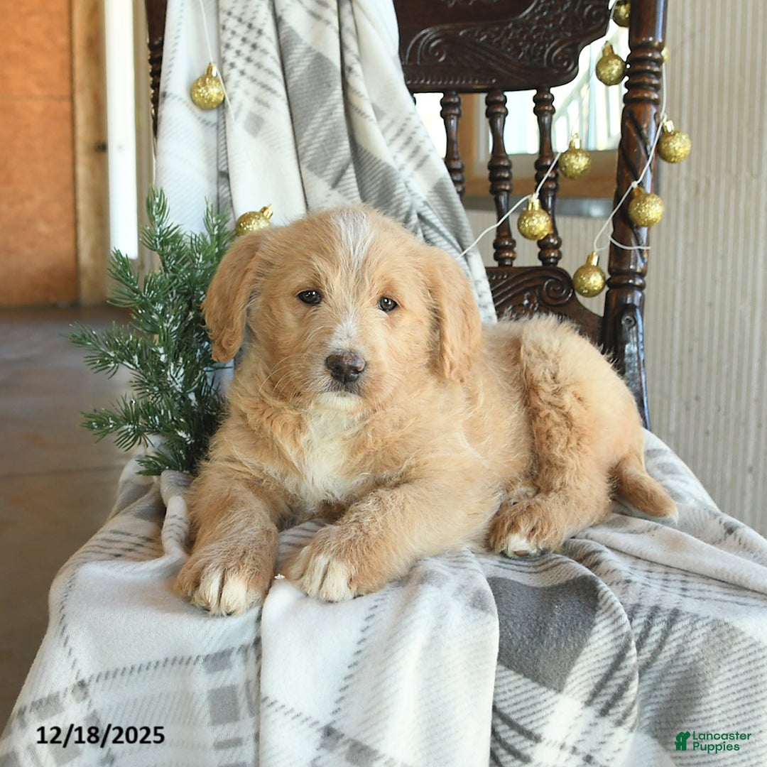 Labradoodle dogs for sale: Dixie - Ad 2