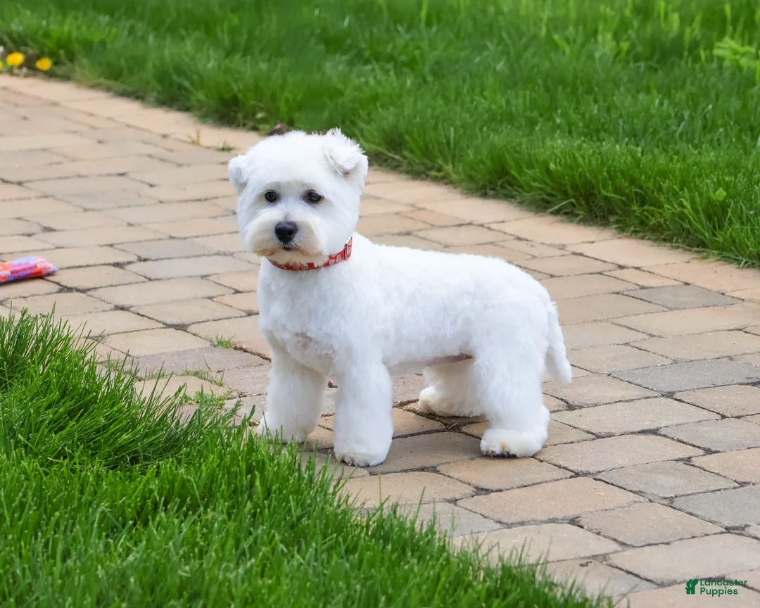 West Highland Terrier dogs for sale: Wren - Ad 2