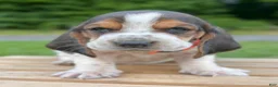 Basset Hound dogs for sale: Arnold - Ad 4