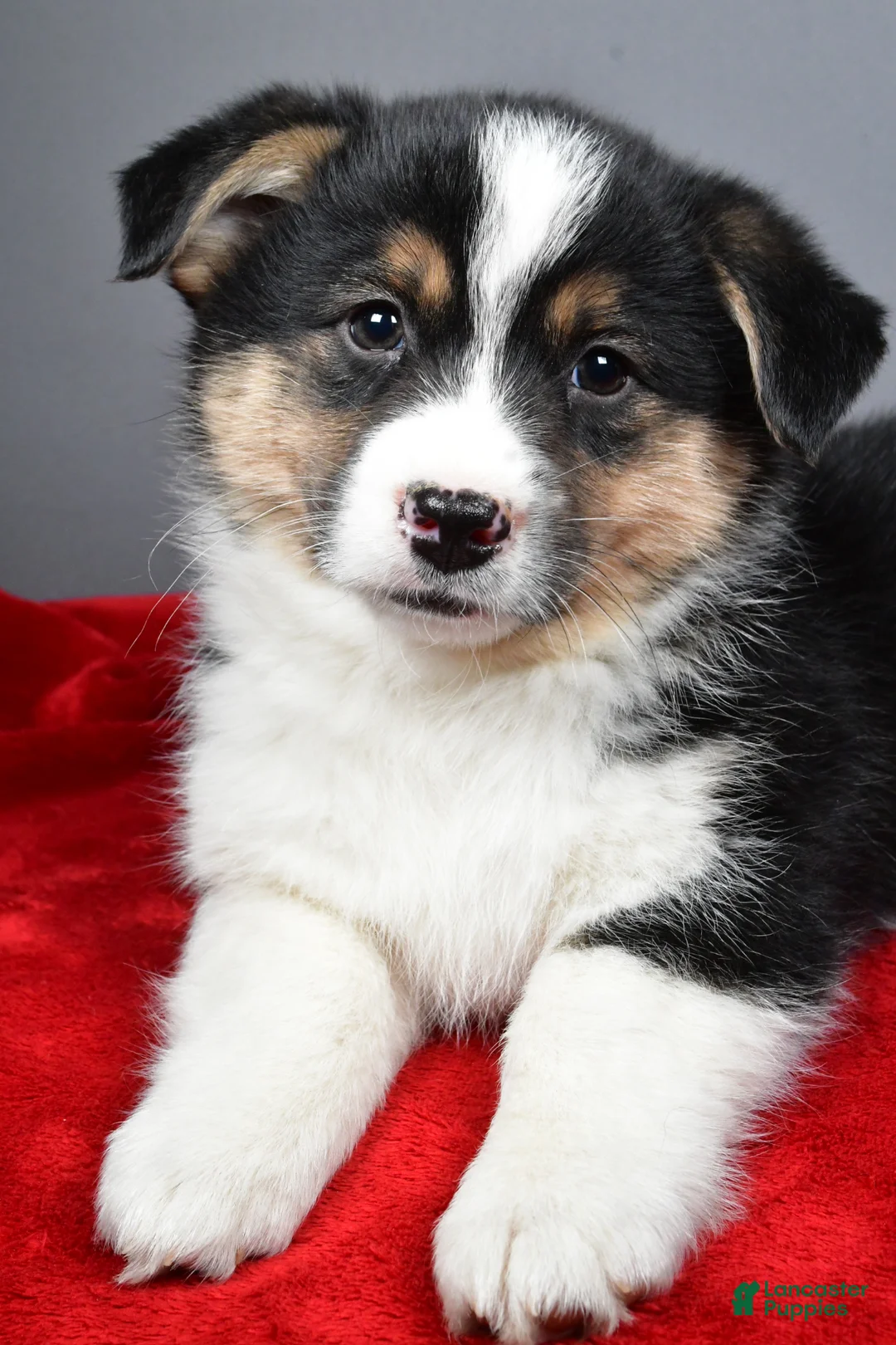 Mixed Breed dogs for sale: Theo - Ad 2