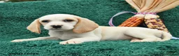 Beagle dogs for sale: Meg - Ad 2