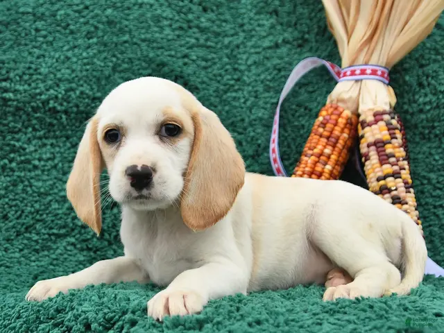 Beagle dogs Meg - Ad 2