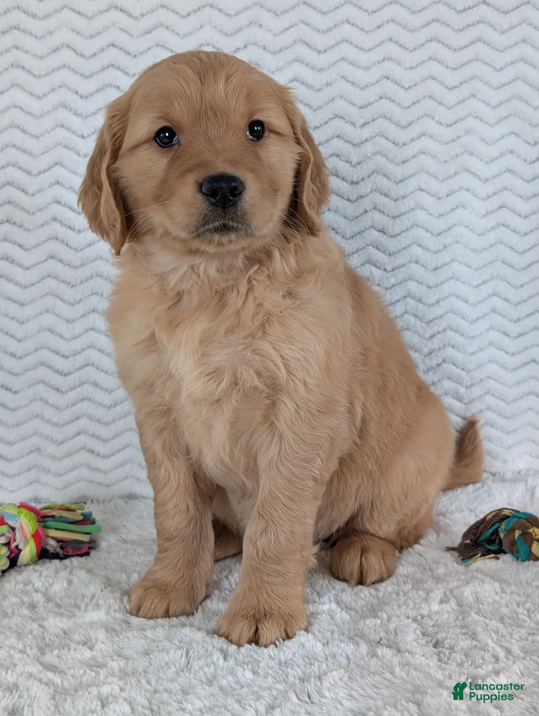 Golden Retriever dogs for sale: Miss Daisy  - Ad 14
