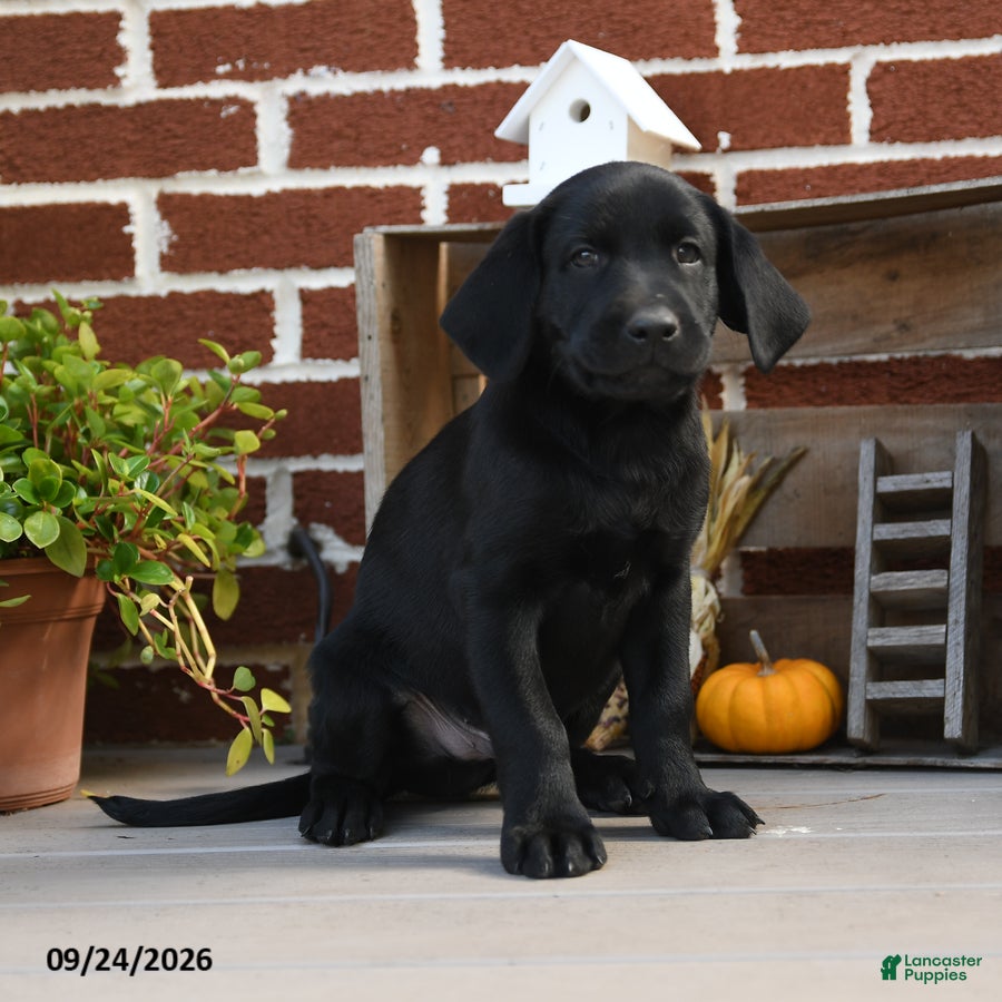 Labrador Retriever dogs Pretzel - Ad 1