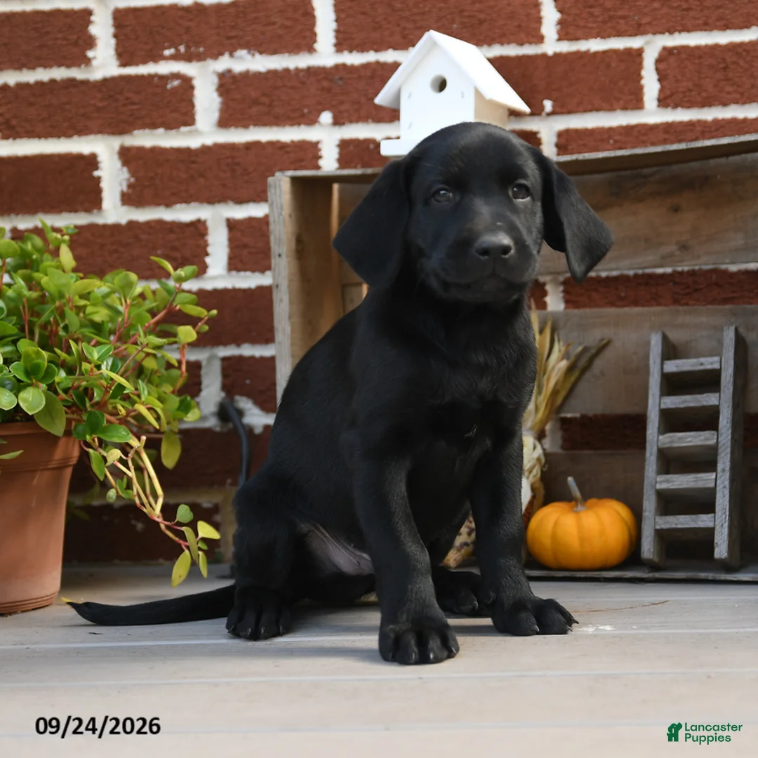 Labrador Retriever dogs for sale: Pretzel - Ad 1