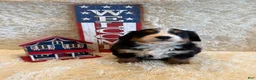 Bernese Mountain Dog dogs for sale: Hannah - Ad 7