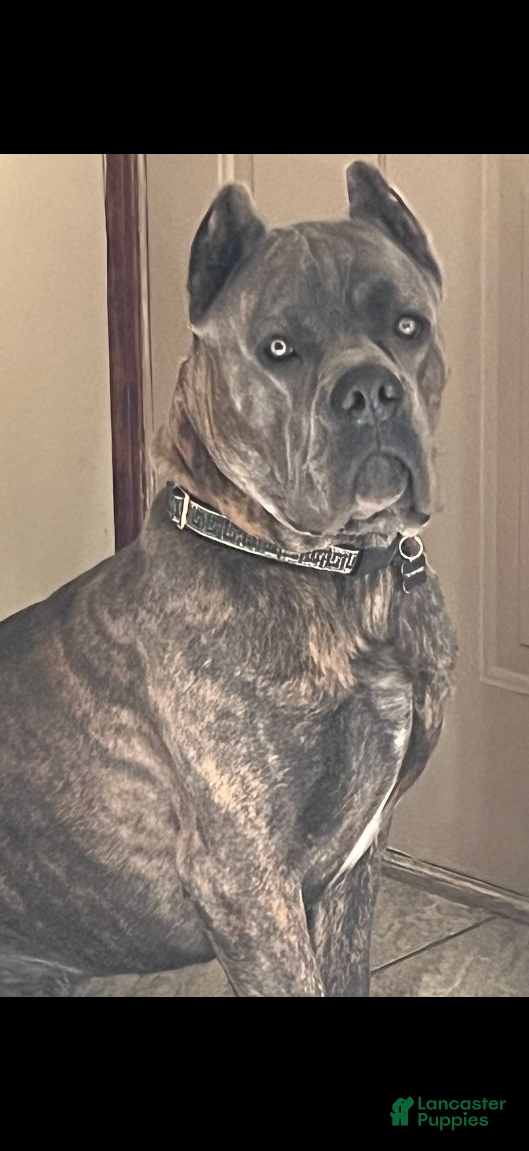 Cane Corso dogs for sale: Cane Corso Puppy 2 zina - Ad 3