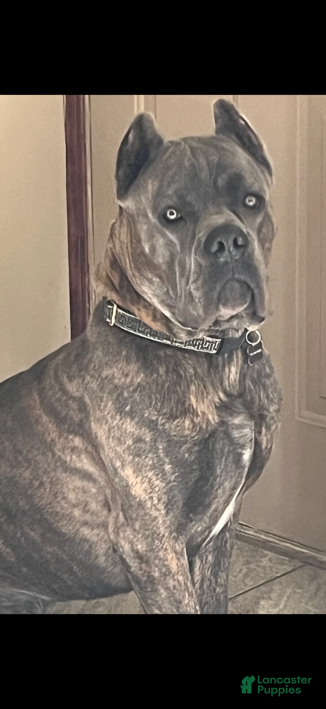 Cane Corso dogs for sale: Cane Corso Puppy 9 Adrian  - Ad 4