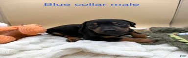 Black/rust male blue collar 💙