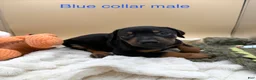 Doberman Pinscher dogs for sale: Black/rust male blue collar 💙 - Ad 1