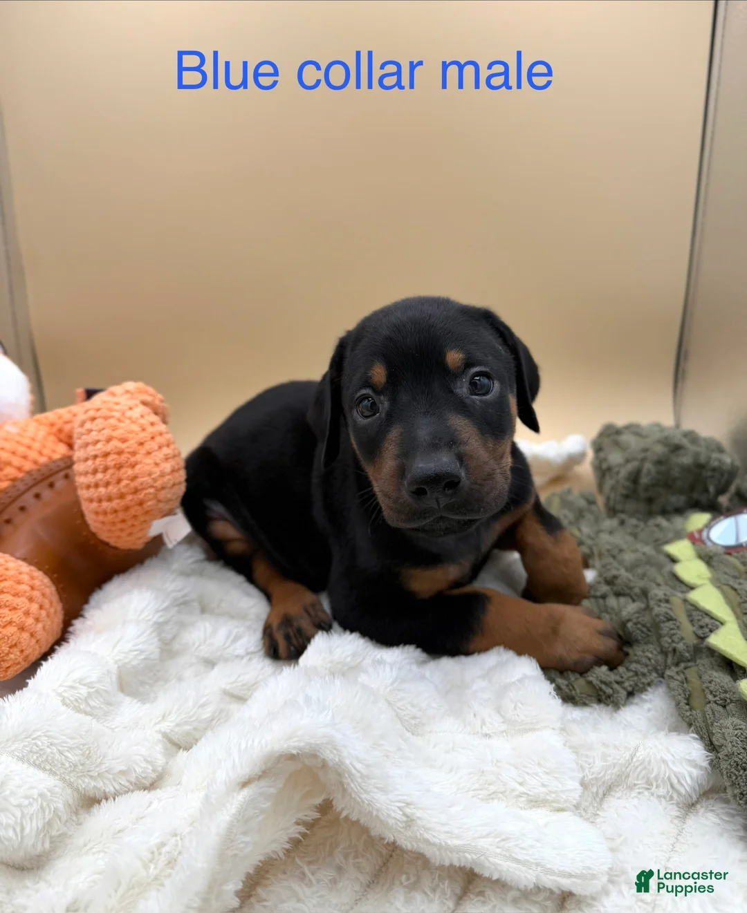 Doberman Pinscher dogs for sale: Black/rust male blue collar 💙 - Ad 1