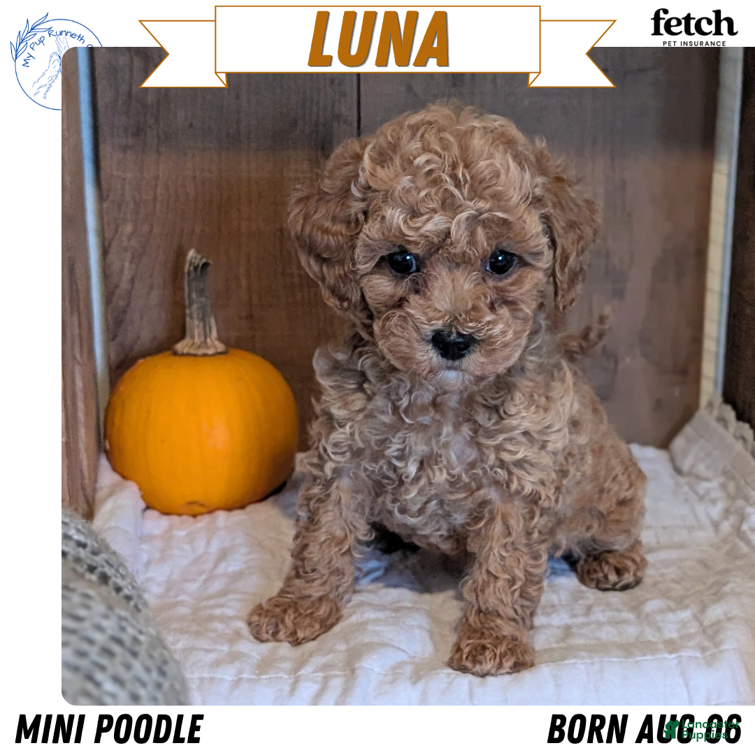 Luna, Miniature Poodle