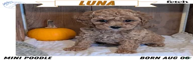 Luna