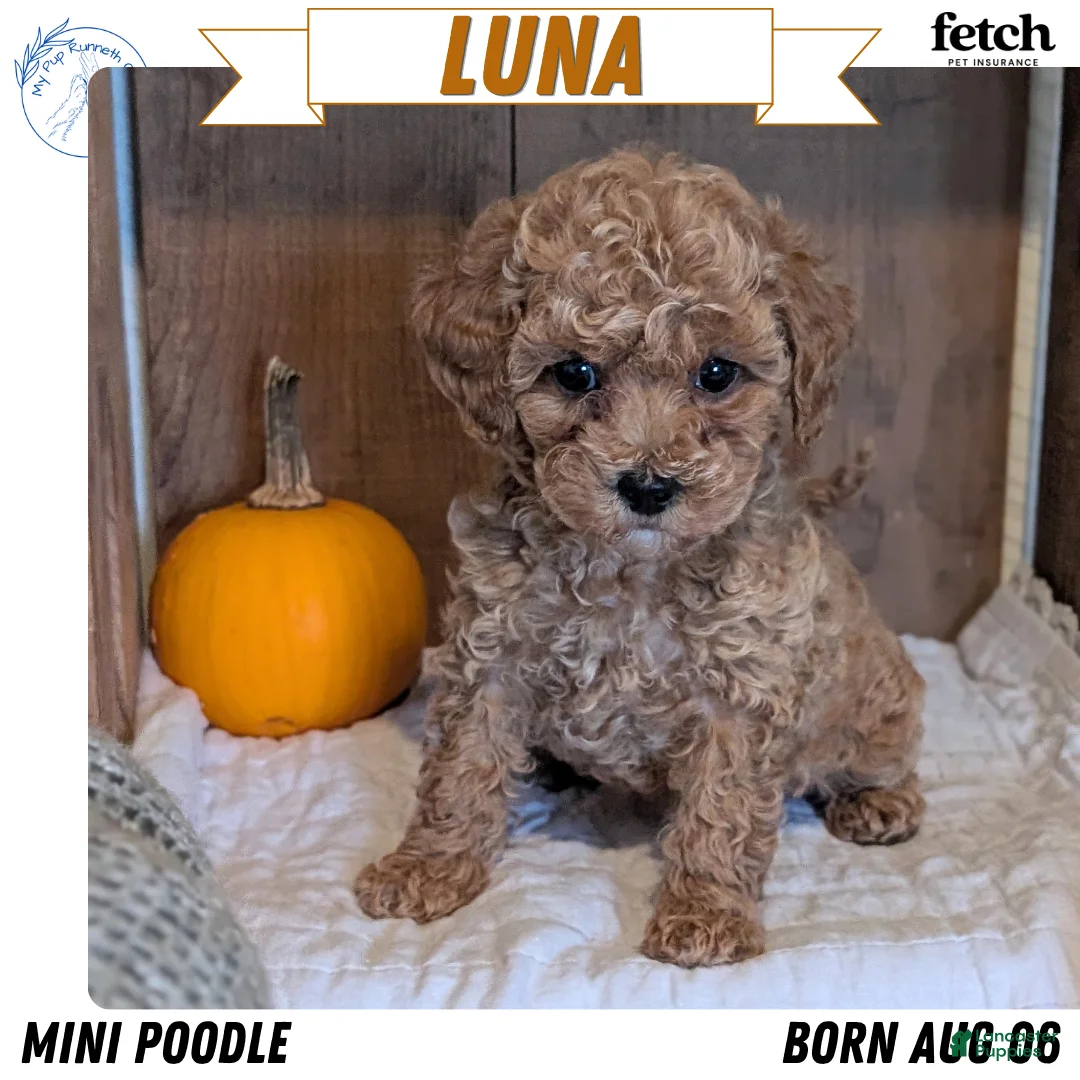 Miniature Poodle dogs for sale: Luna - Ad 1