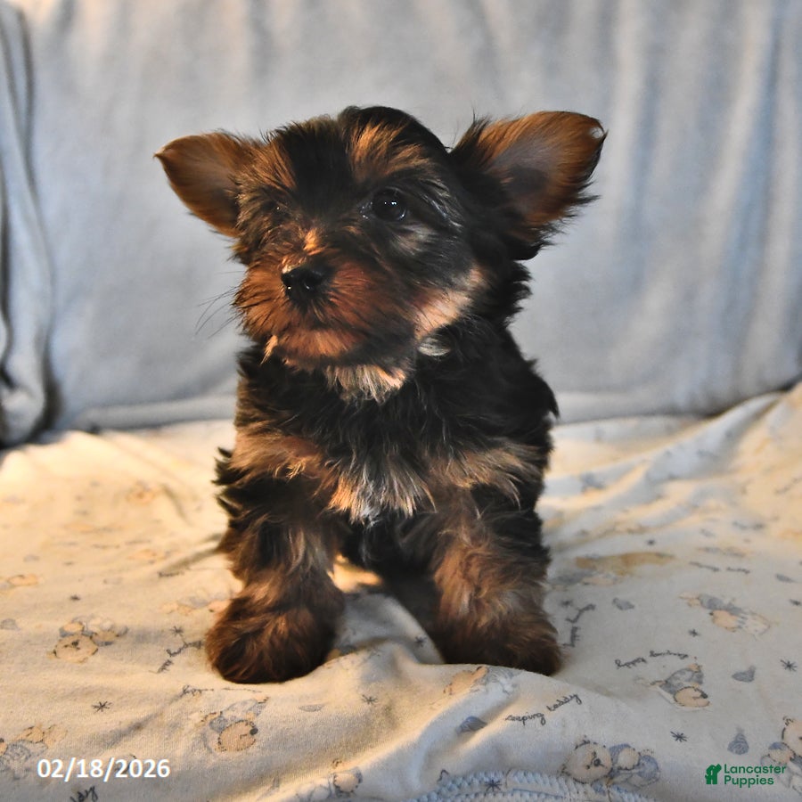Yorkshire Terrier dogs Ranger - Ad 2