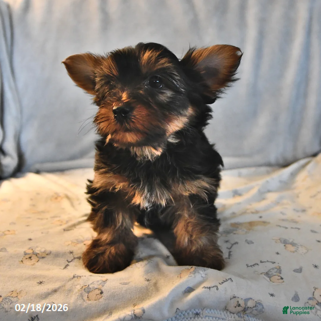 Yorkshire Terrier dogs for sale: Ranger - Ad 2