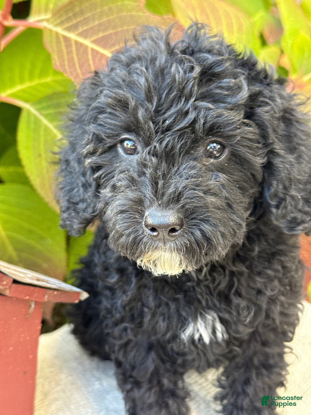 Mini Goldendoodle dogs for sale: Jinx - Ad 8