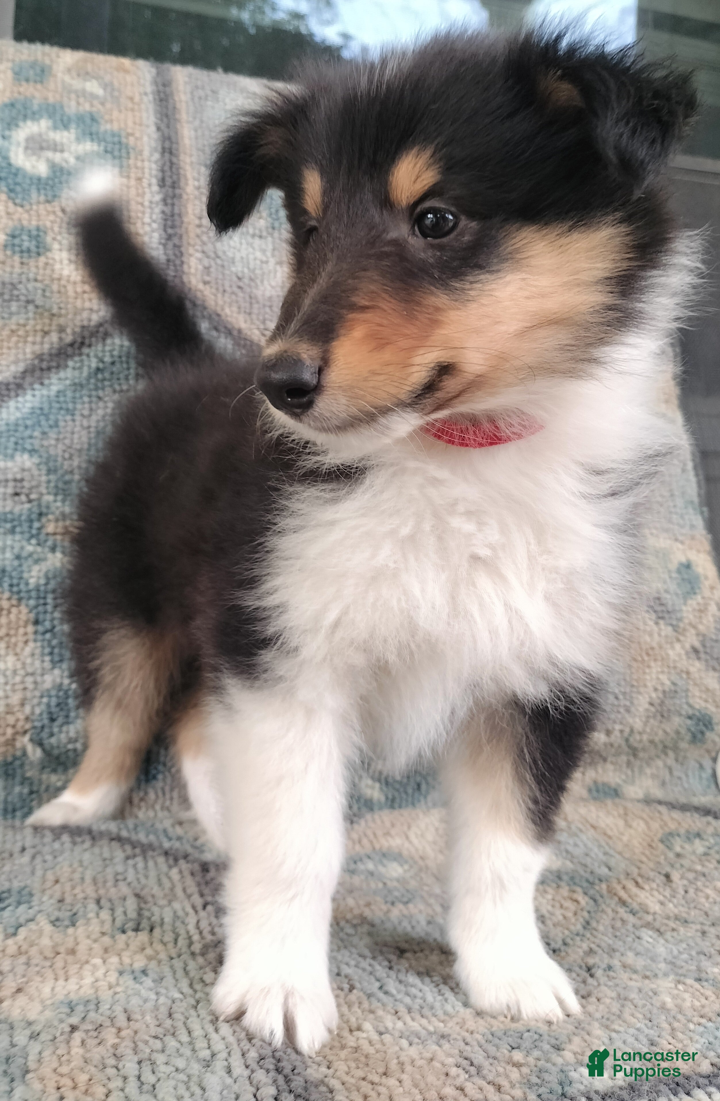 Collie dogs Tricolor - Vicky - Ad 3