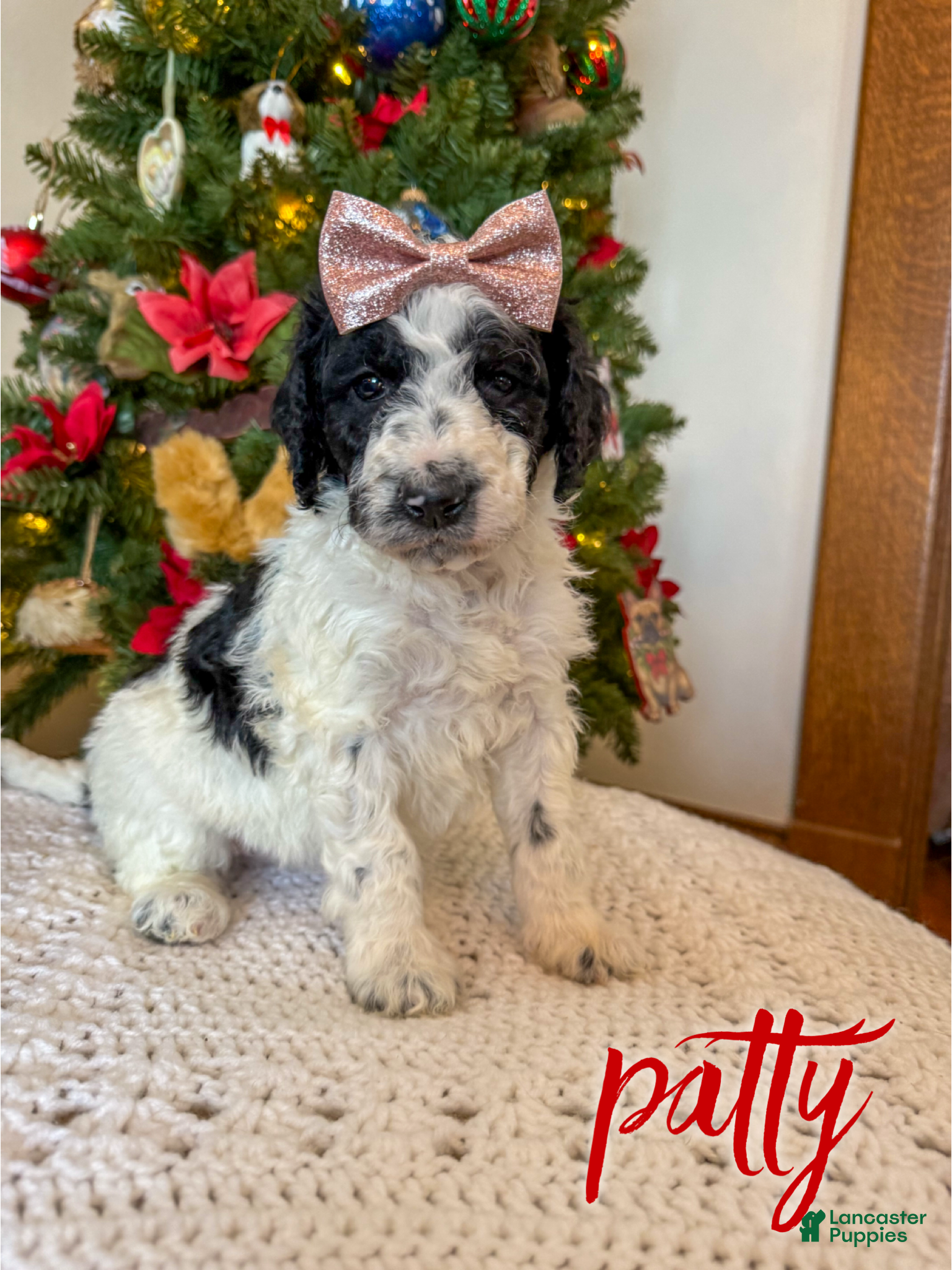 Mixed Breed dogs Patty - Ad 1