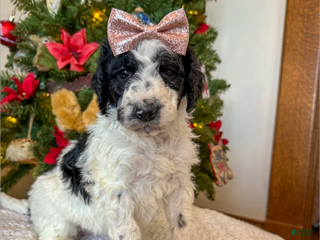 Mixed Breed dogs Patty - Ad 1