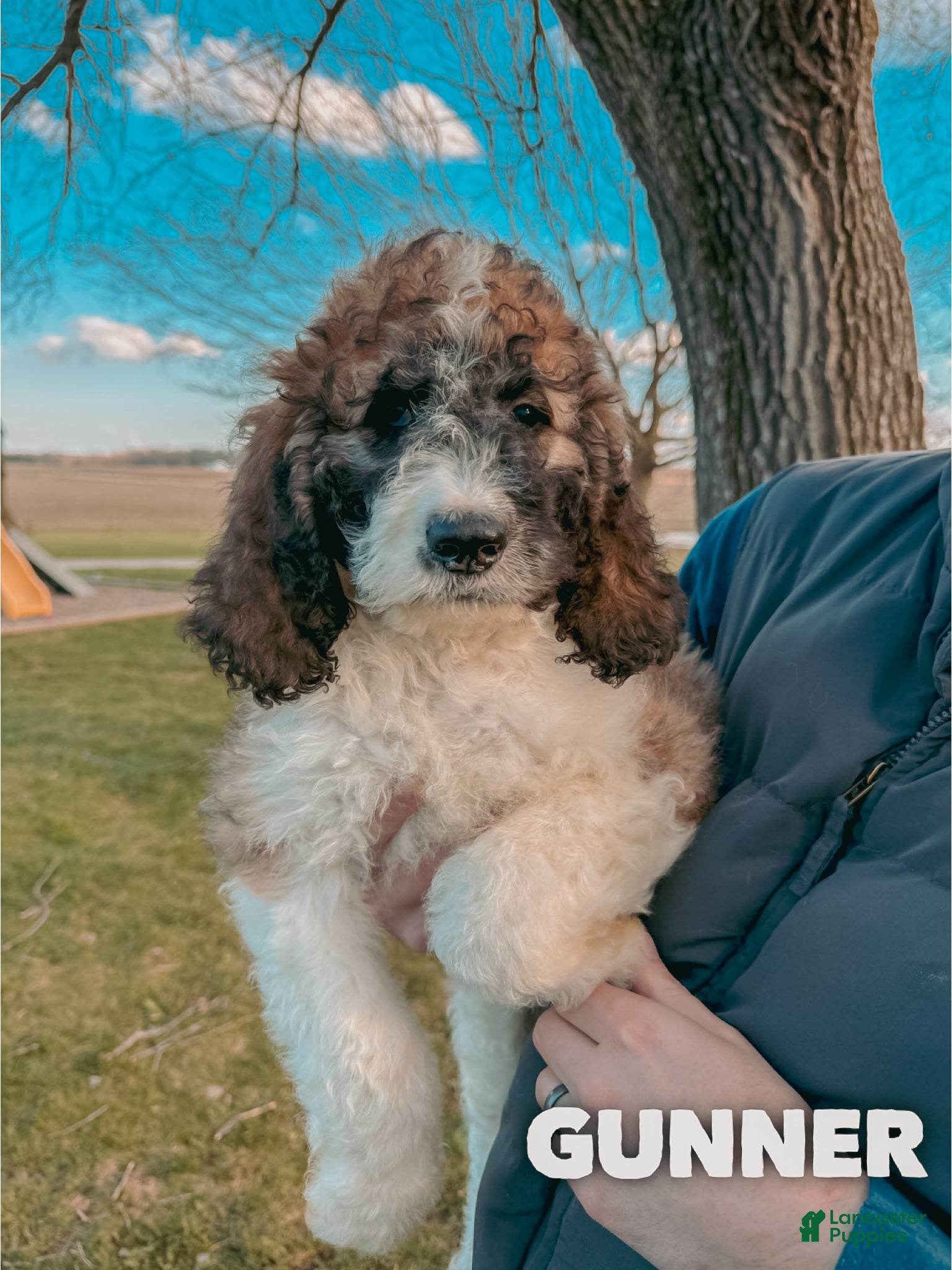 Saint Berdoodles dogs Gunner - Ad 1