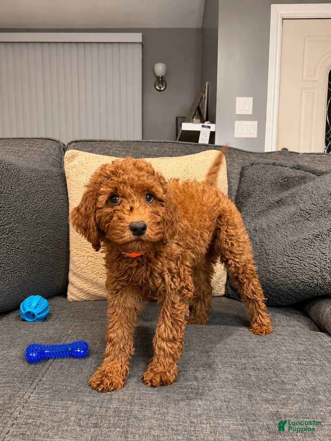 Mini Goldendoodle dogs for sale: Mocha - Ad 2
