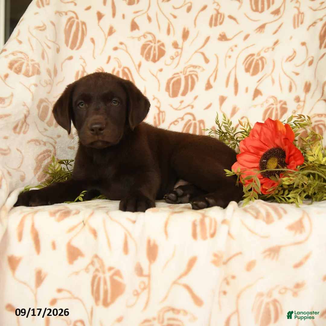 Labrador Retriever dogs for sale: Melody - Ad 2