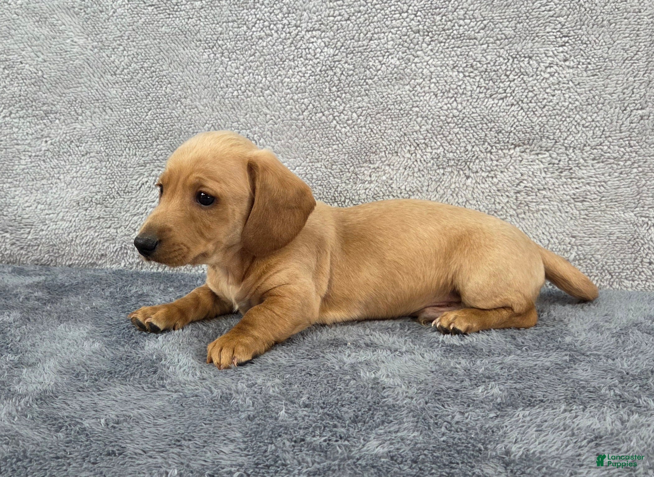 Miniature Dachshund dogs Baxter  - Ad 36