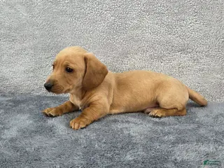 Miniature Dachshund dogs Baxter - Ad 36