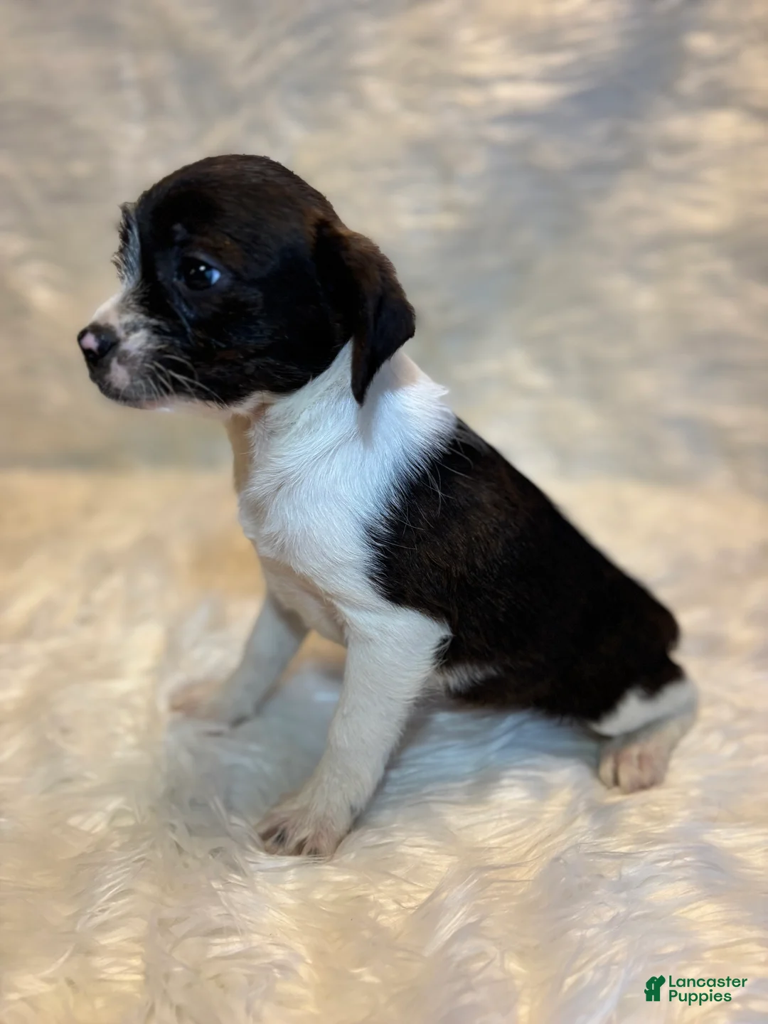 Mixed Breed dogs for sale: Mixed Breed Puppy 2 - Ad 2