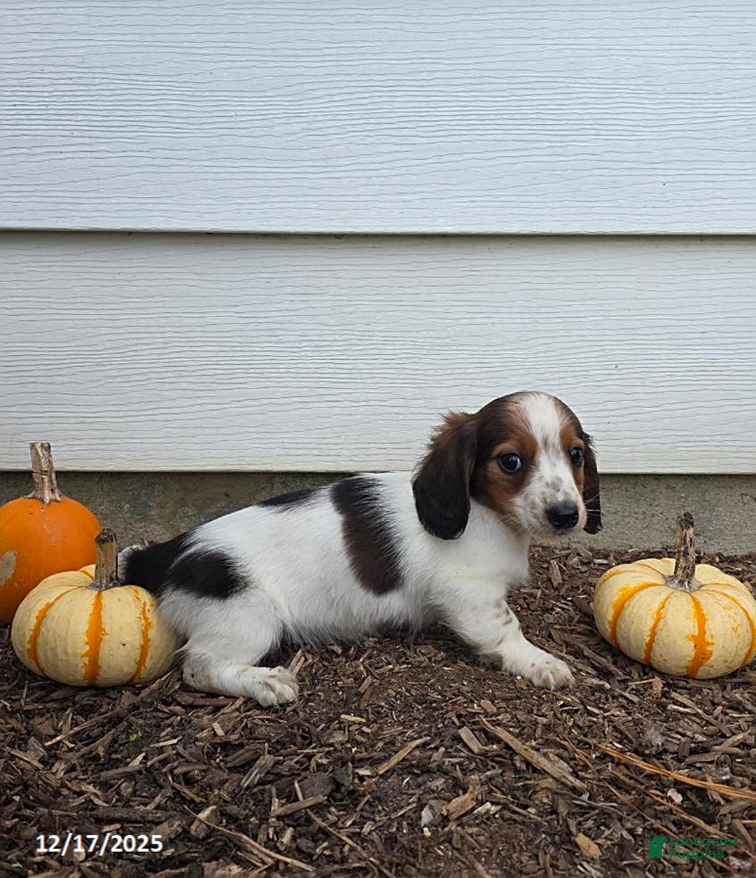 Miniature Dachshund dogs for sale: Shawn - Ad 6