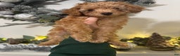 Miniature Poodle dogs for sale: Miniature Poodle Milo - Ad 4