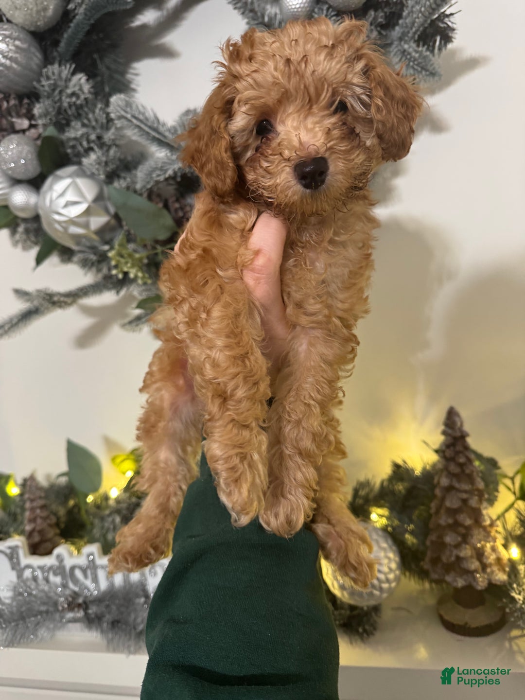 Miniature Poodle dogs for sale: Miniature Poodle Milo - Ad 4