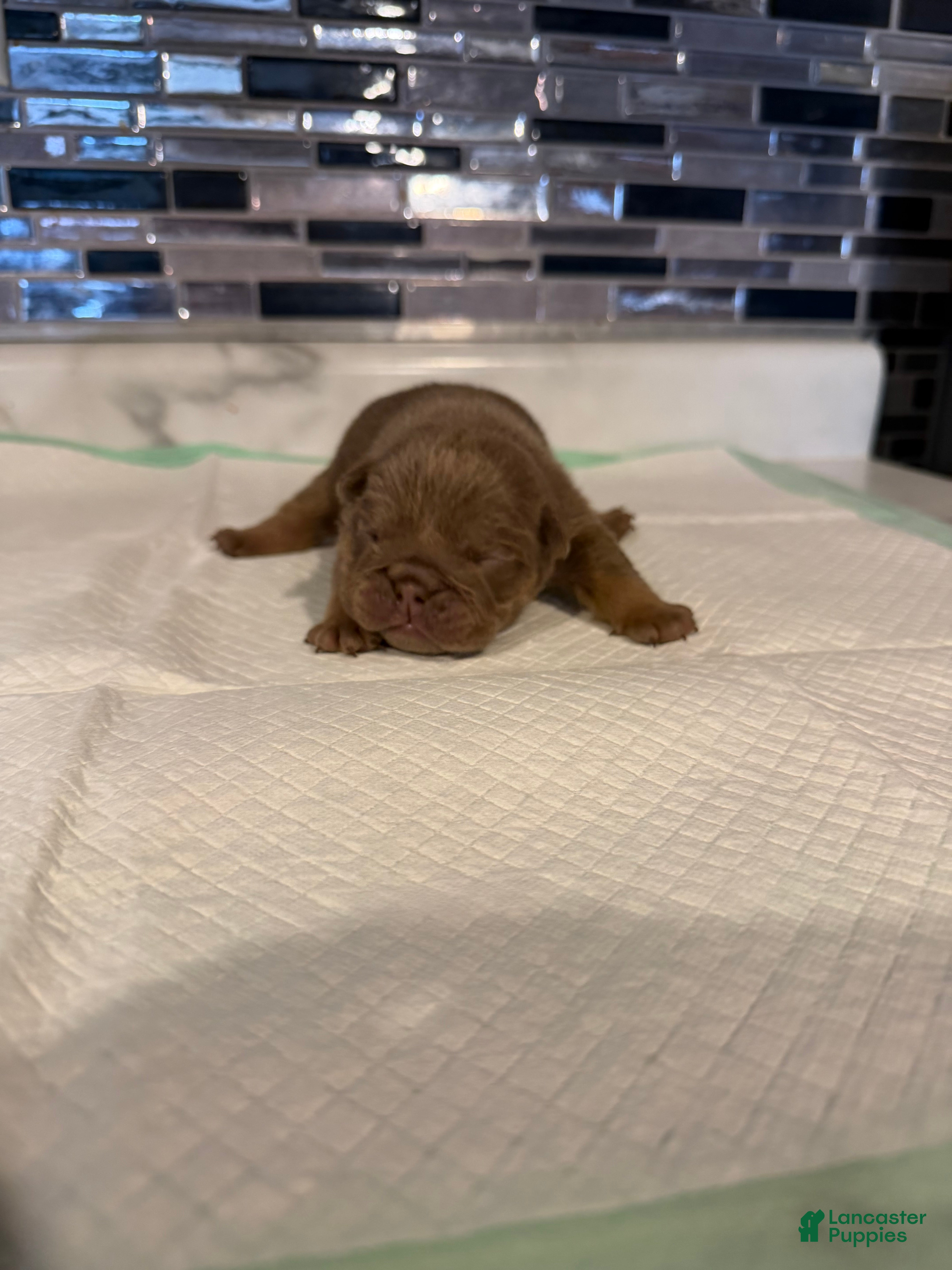 English Bulldog dogs Lilac full suit female  - Ad 35