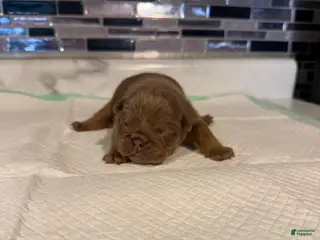 English Bulldog dogs Lilac full suit female - Ad 35