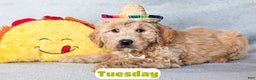 Goldendoodle dogs for sale: Tuesday - Ad 1