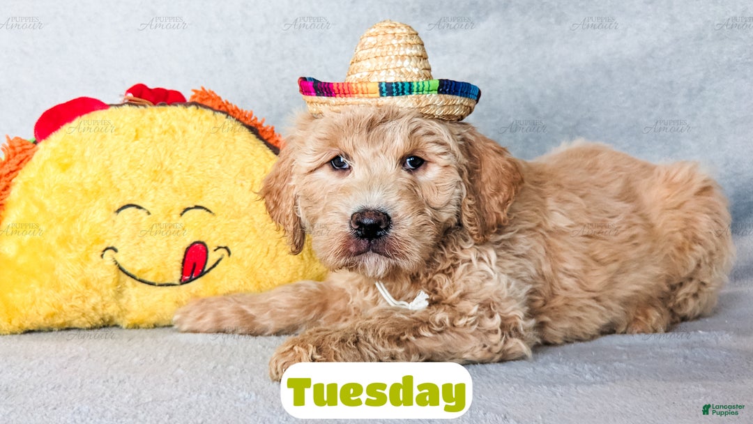 Goldendoodle dogs for sale: Tuesday - Ad 1