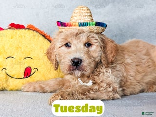 Goldendoodle dogs Tuesday - Ad 10