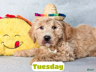 Goldendoodle dogs Tuesday - Ad 24