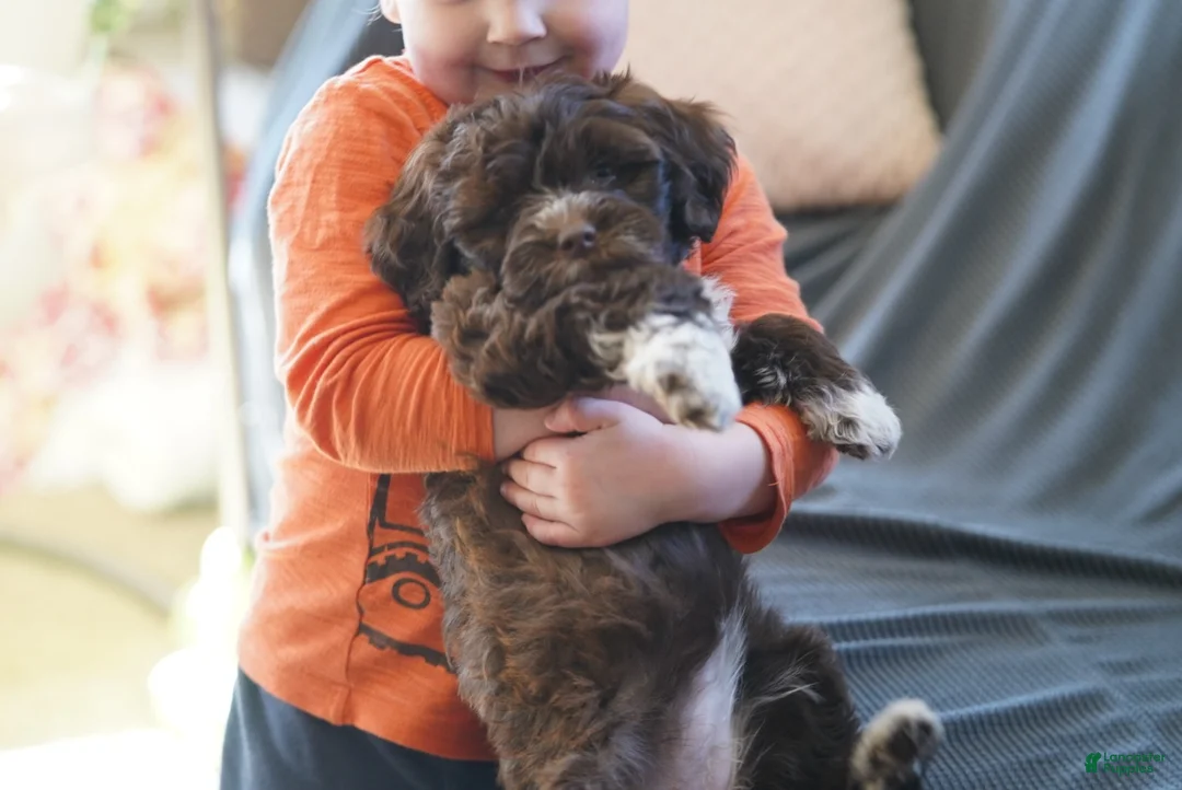 Portuguese Water Dog dogs for sale: Sofi  - Ad 6