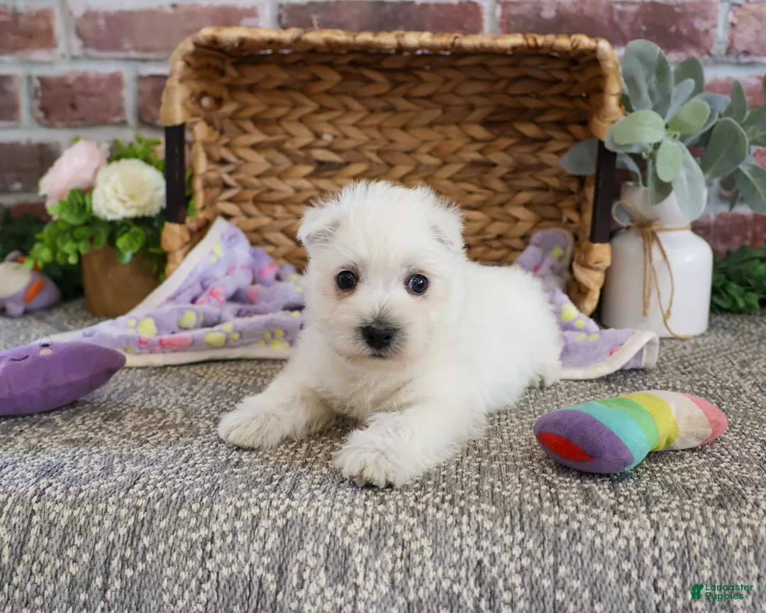 West Highland Terrier dogs for sale: Delight - Ad 2