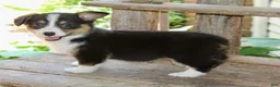Mixed Breed dogs for sale: Gabby - Ad 4