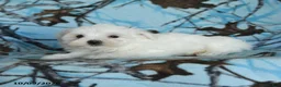 Maltese dogs for sale: Pickles - Ad 4