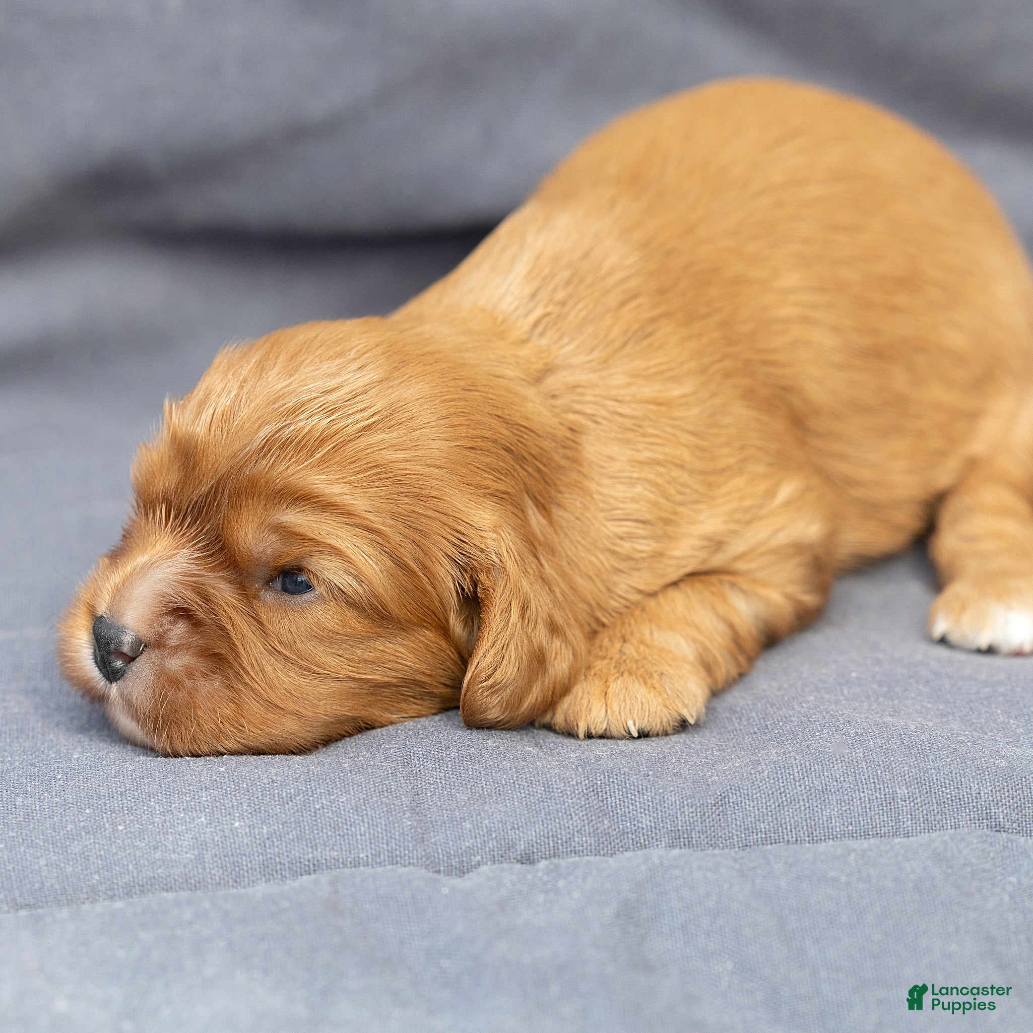 Cavalier King Charles Spaniel dogs Bonnie Cavalier King Charles Spaniel  - Ad 2