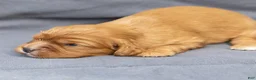 Cavalier King Charles Spaniel dogs for sale: Bonnie Cavalier King Charles Spaniel  - Ad 2