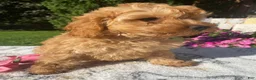 Cockapoo dogs for sale: Bentley - Ad 2